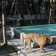 普吉島普吉島老虎王國游玩-普吉島老虎王國門票多少錢/價格表-團(tuán)購票價預(yù)定優(yōu)惠-景點地址在哪里/圖片介紹/參觀預(yù)約/旅游游覽順序及注意事項/營業(yè)時間-】